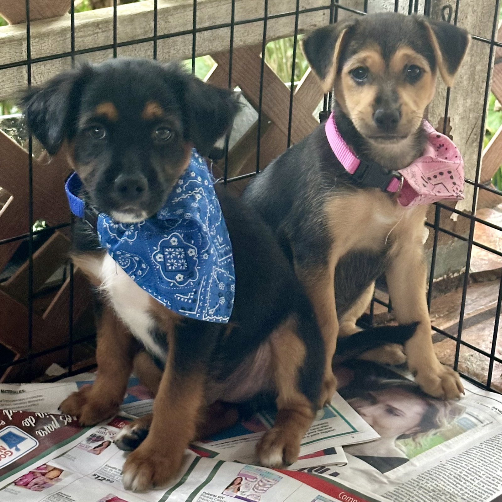 Dog for Adoption Tessie, a Australian Shepherd in Clifton, NJ Alpha Paw