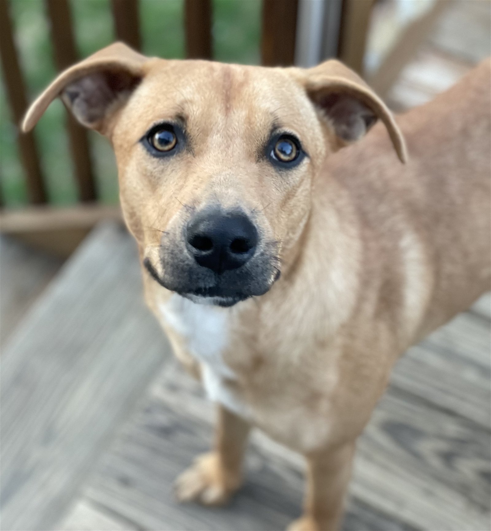 adoptable Dog in Lake Hopatcong, NJ named Lynn