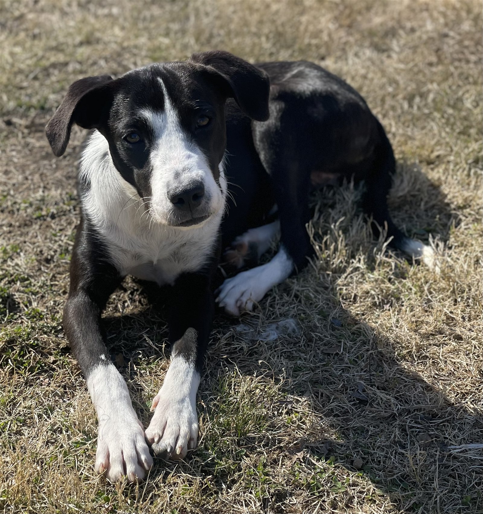 adoptable Dog in Lake Hopatcong, NJ named Laika