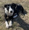 adoptable Dog in lake, CO named Laika