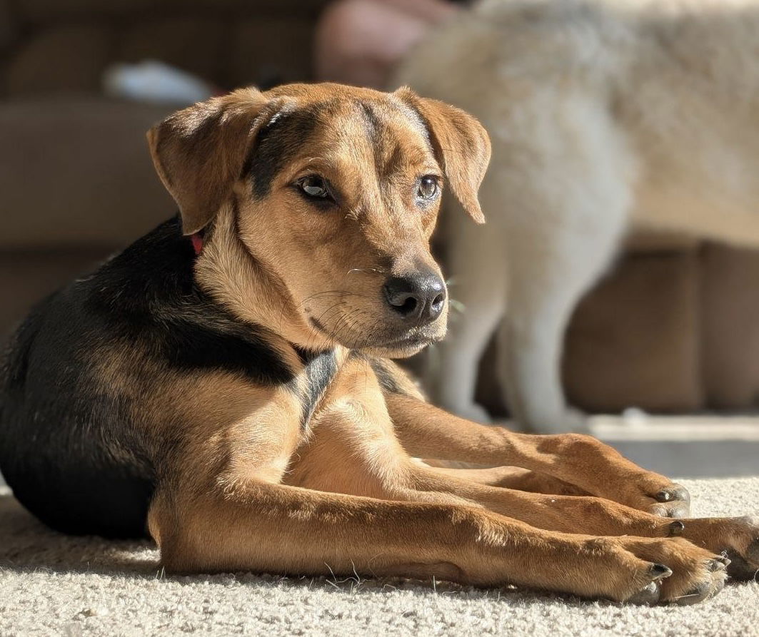 adoptable Dog in Lake Hopatcong, NJ named Yannick