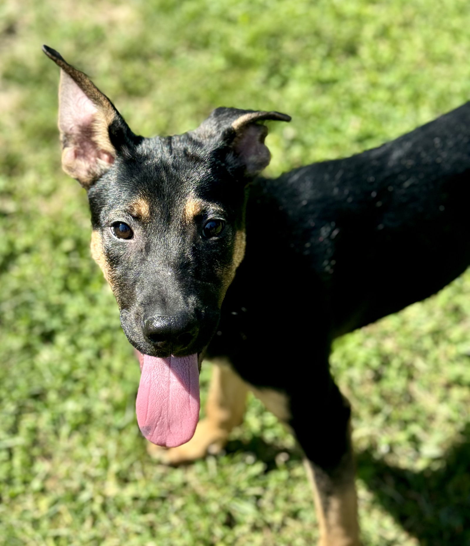 adoptable Dog in Lake Hopatcong, NJ named Milo