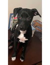 Marley - Photo 8