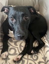 Marley - Photo 6