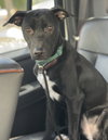 Marley - Photo 5
