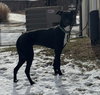 Marley - Photo 7