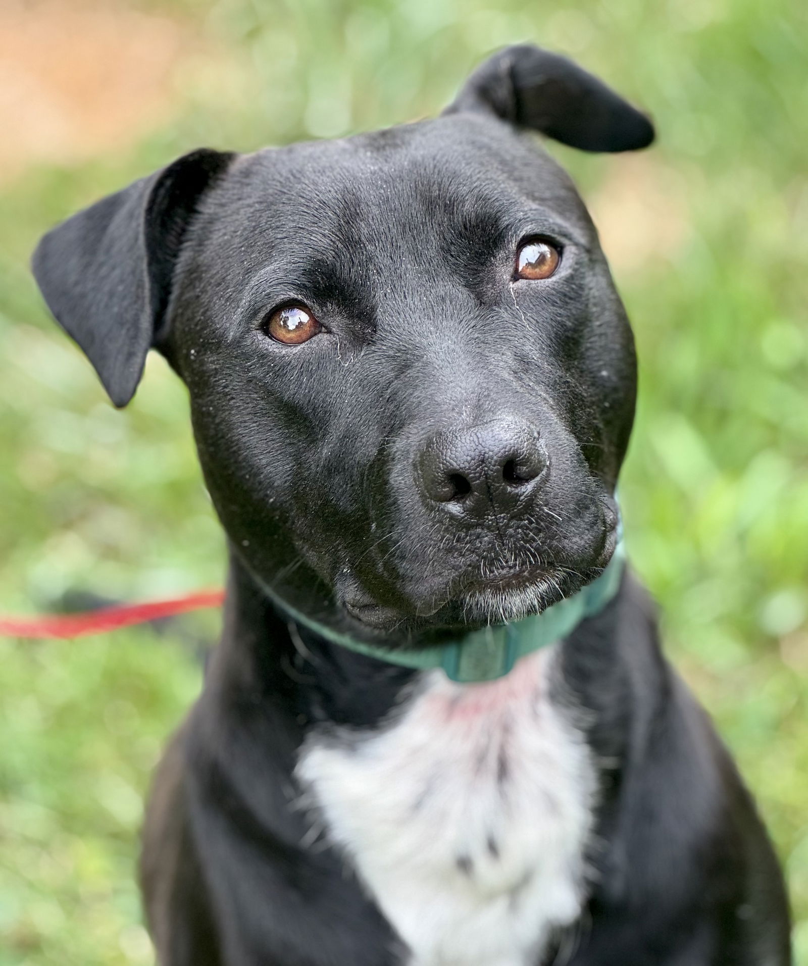 adoptable Dog in Lake Hopatcong, NJ named Marley