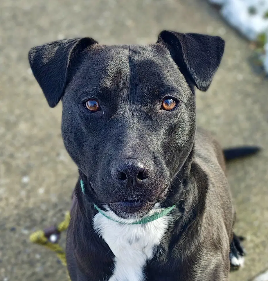 Marley - Labrador Retriever