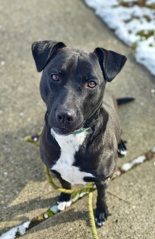 MARLEY - Labrador Retriever available for adoption