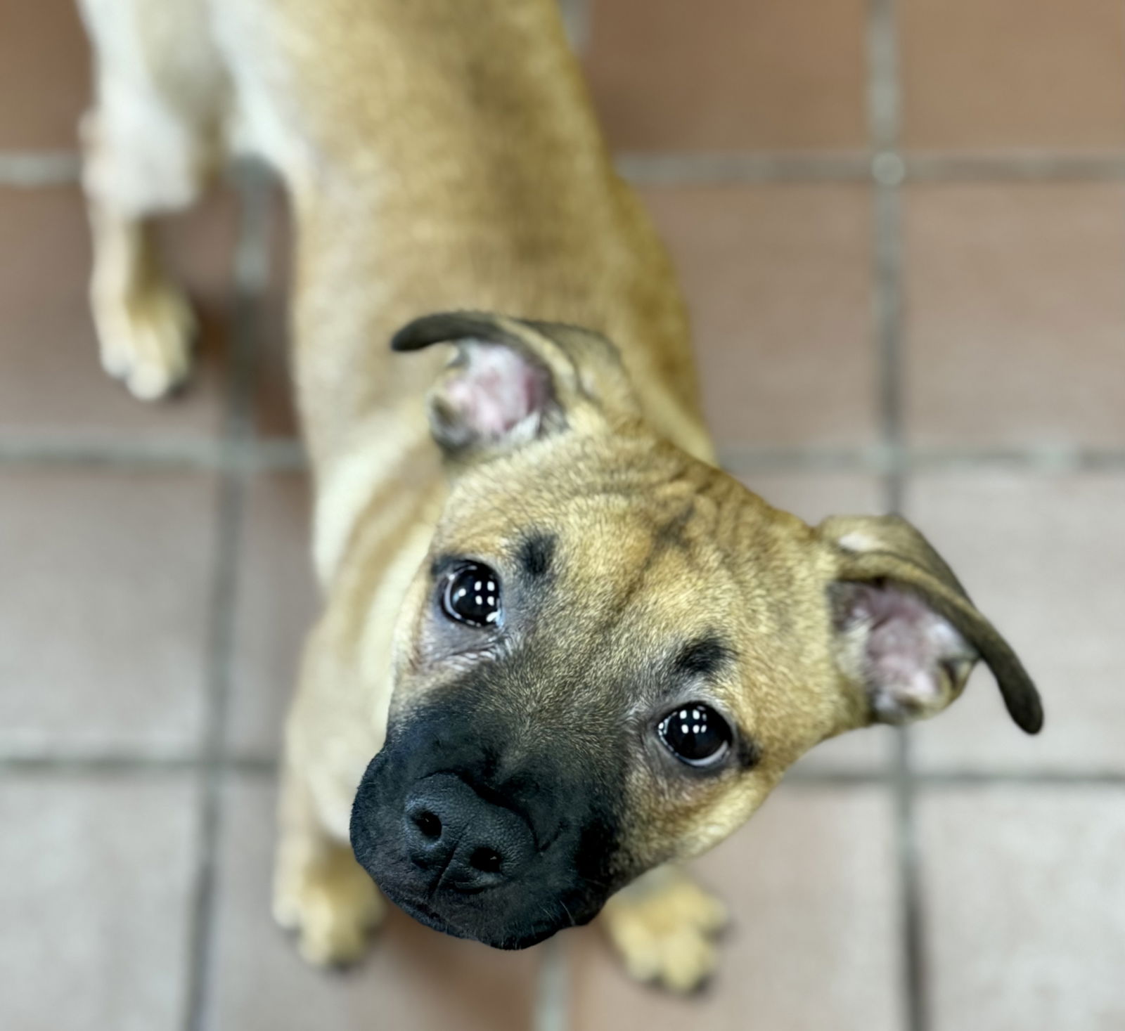 adoptable Dog in Lake Hopatcong, NJ named Sarah
