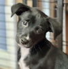 adoptable Dog in , NJ named Coconut