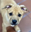 adoptable Dog in  named Niko