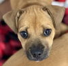 adoptable Dog in  named Ginger