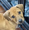 adoptable Dog in  named Zeus