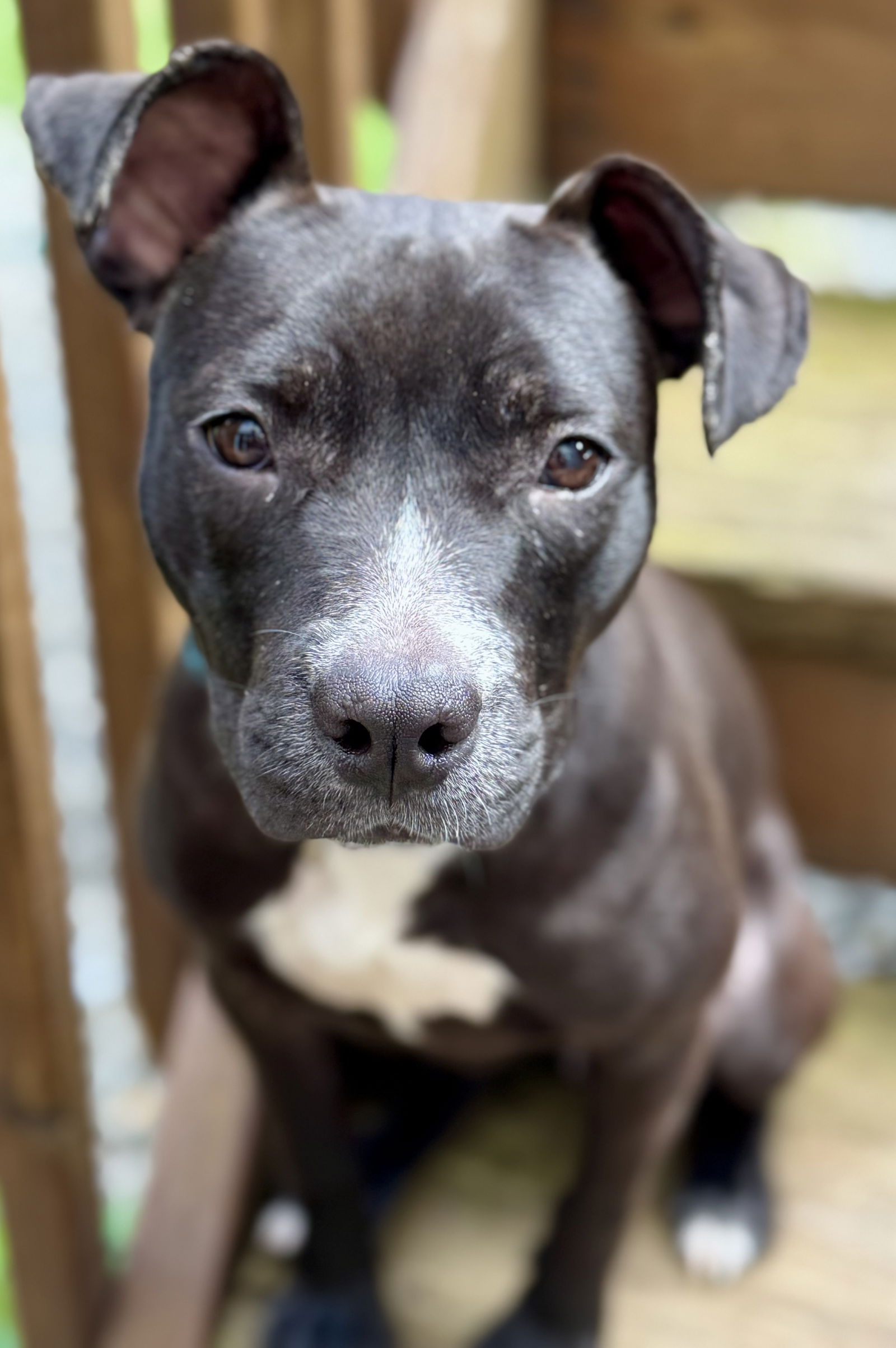 adoptable Dog in Lake Hopatcong, NJ named Maya