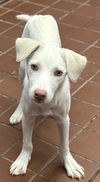adoptable Dog in  named Melanie