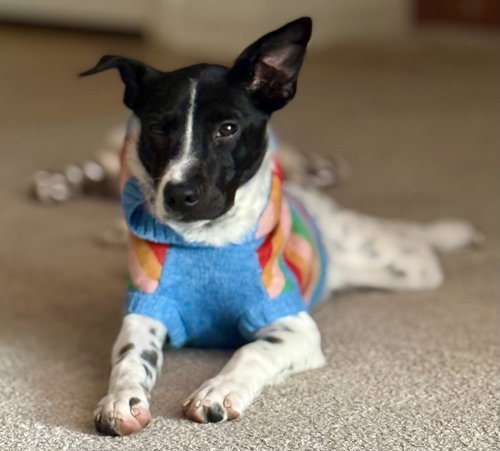 picture of the dog needing adoption