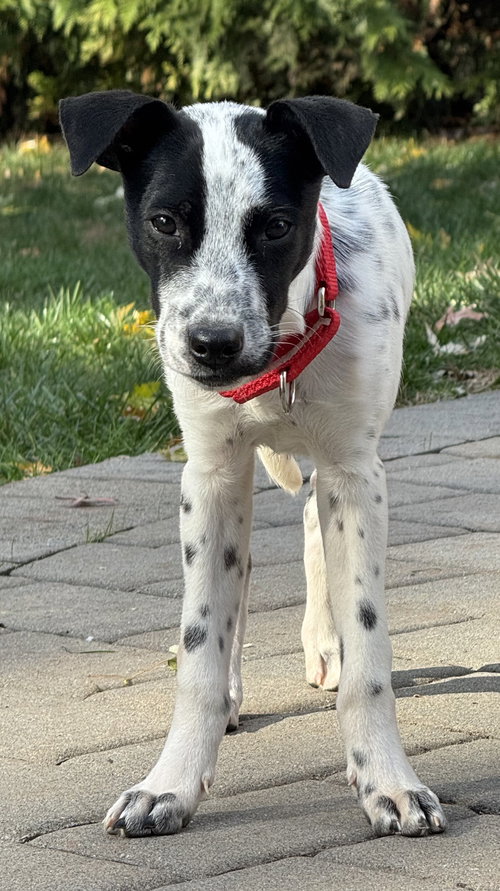 picture of the dog needing adoption