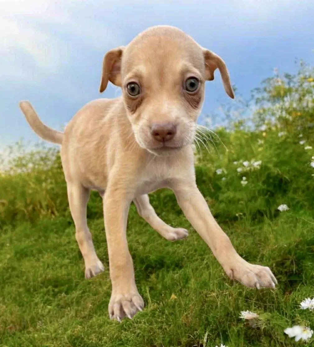 Coco image 4