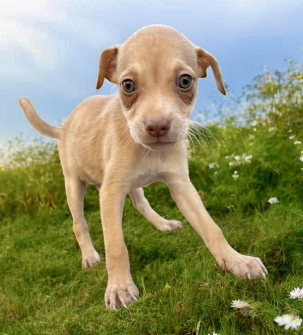 Coco