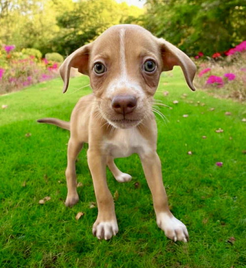 animal-image