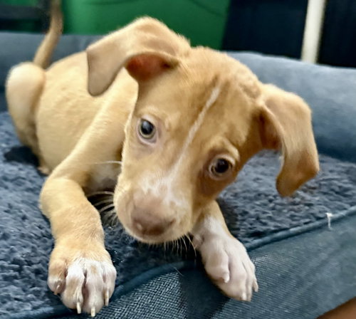picture of the dog needing adoption
