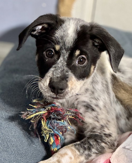 picture of the dog needing adoption