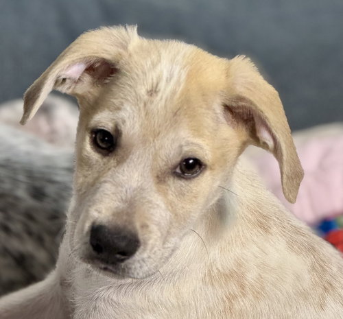 picture of the dog needing adoption