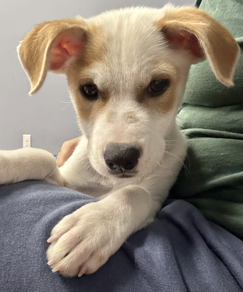 picture of the dog needing adoption