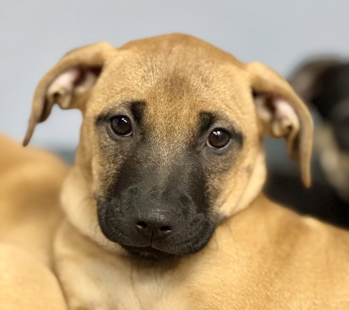 picture of the dog needing adoption