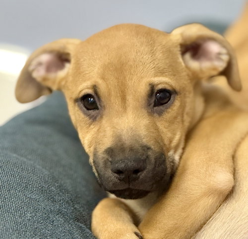 picture of the dog needing adoption