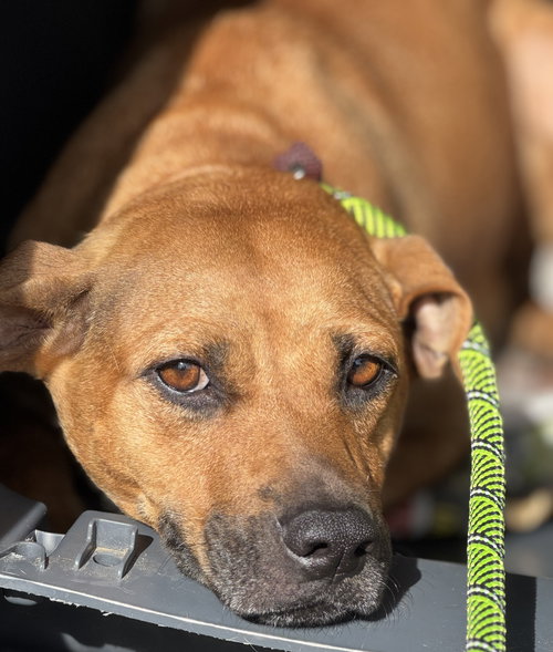 picture of the dog needing adoption
