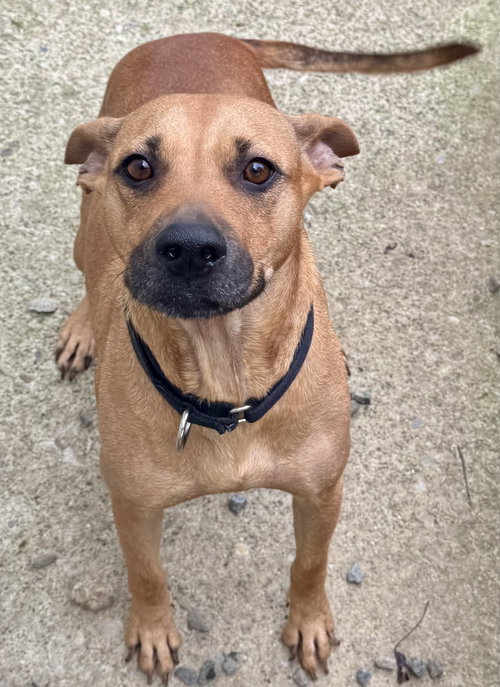 picture of the dog needing adoption