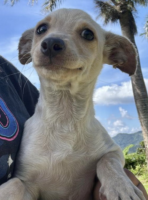picture of the dog needing adoption