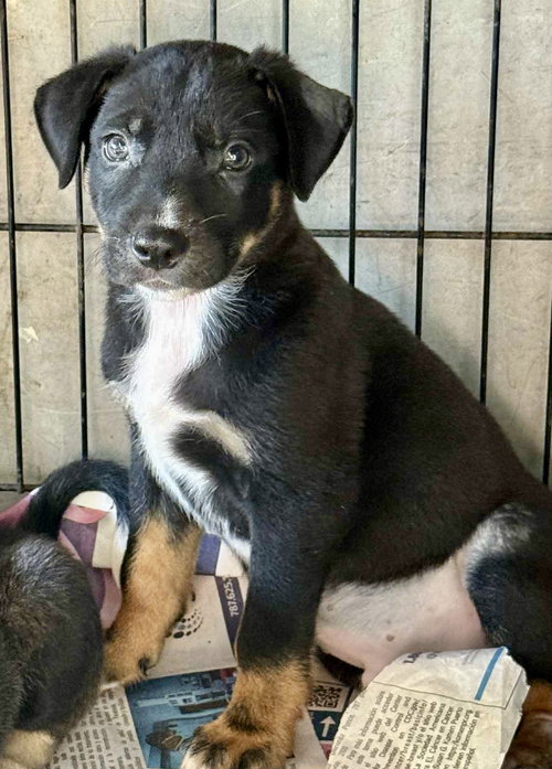 picture of the dog needing adoption