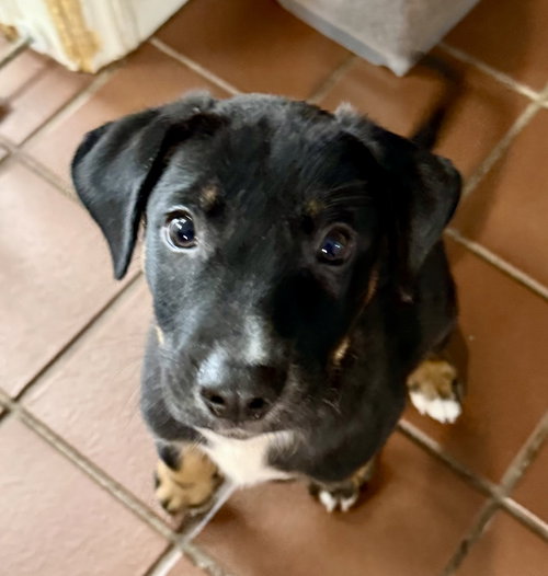 picture of the dog needing adoption