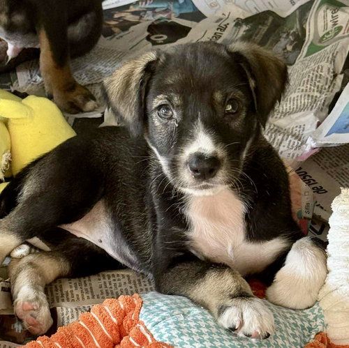 picture of the dog needing adoption