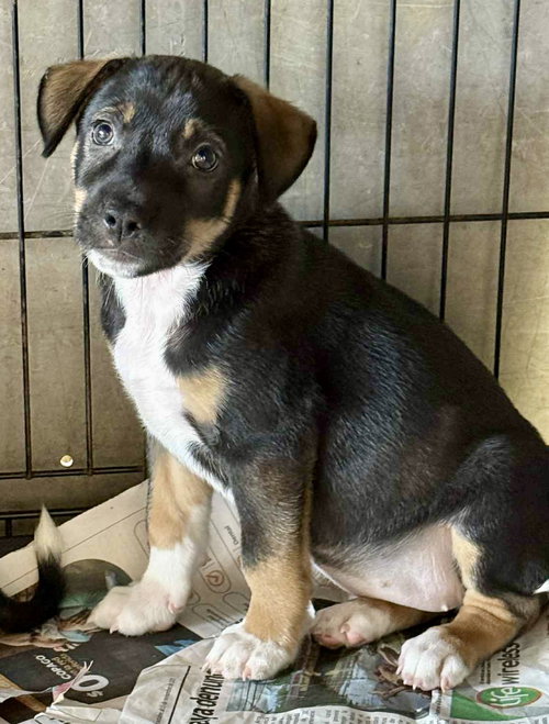 picture of the dog needing adoption
