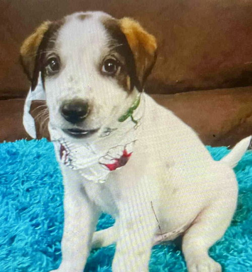 picture of the dog needing adoption