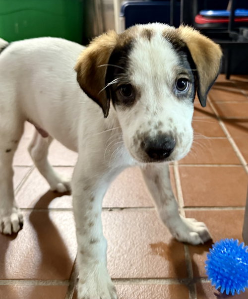 picture of the dog needing adoption