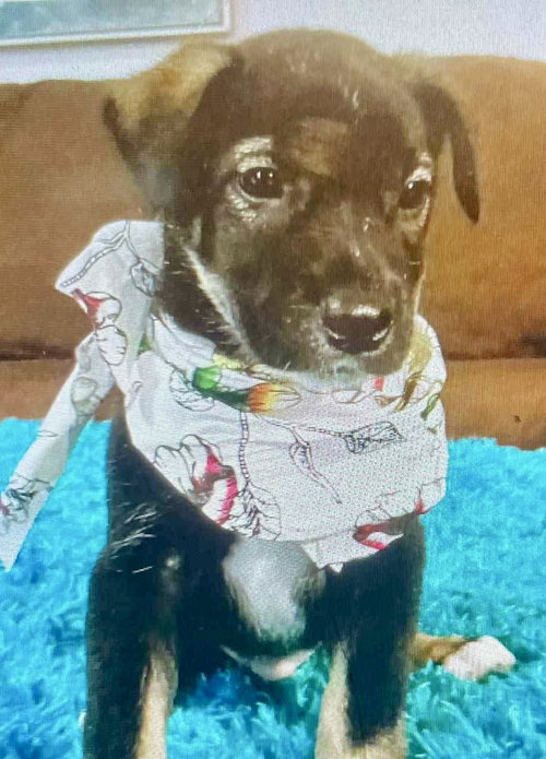 picture of the dog needing adoption