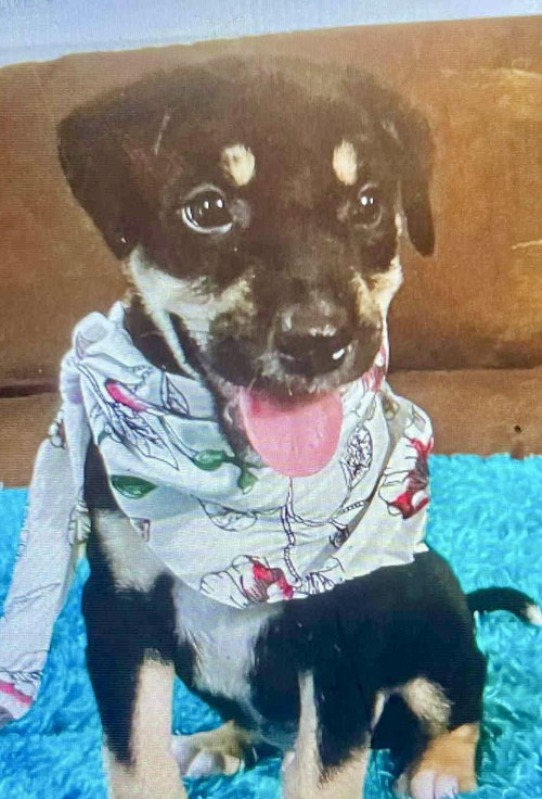 picture of the dog needing adoption
