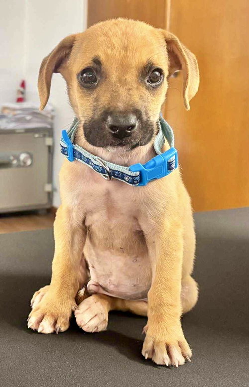picture of the dog needing adoption
