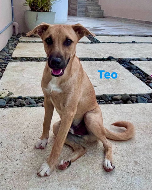 picture of the dog needing adoption