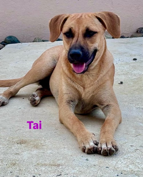 picture of the dog needing adoption