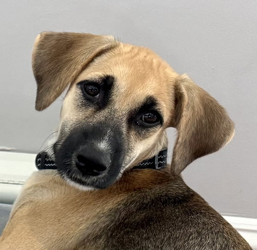 picture of the dog needing adoption