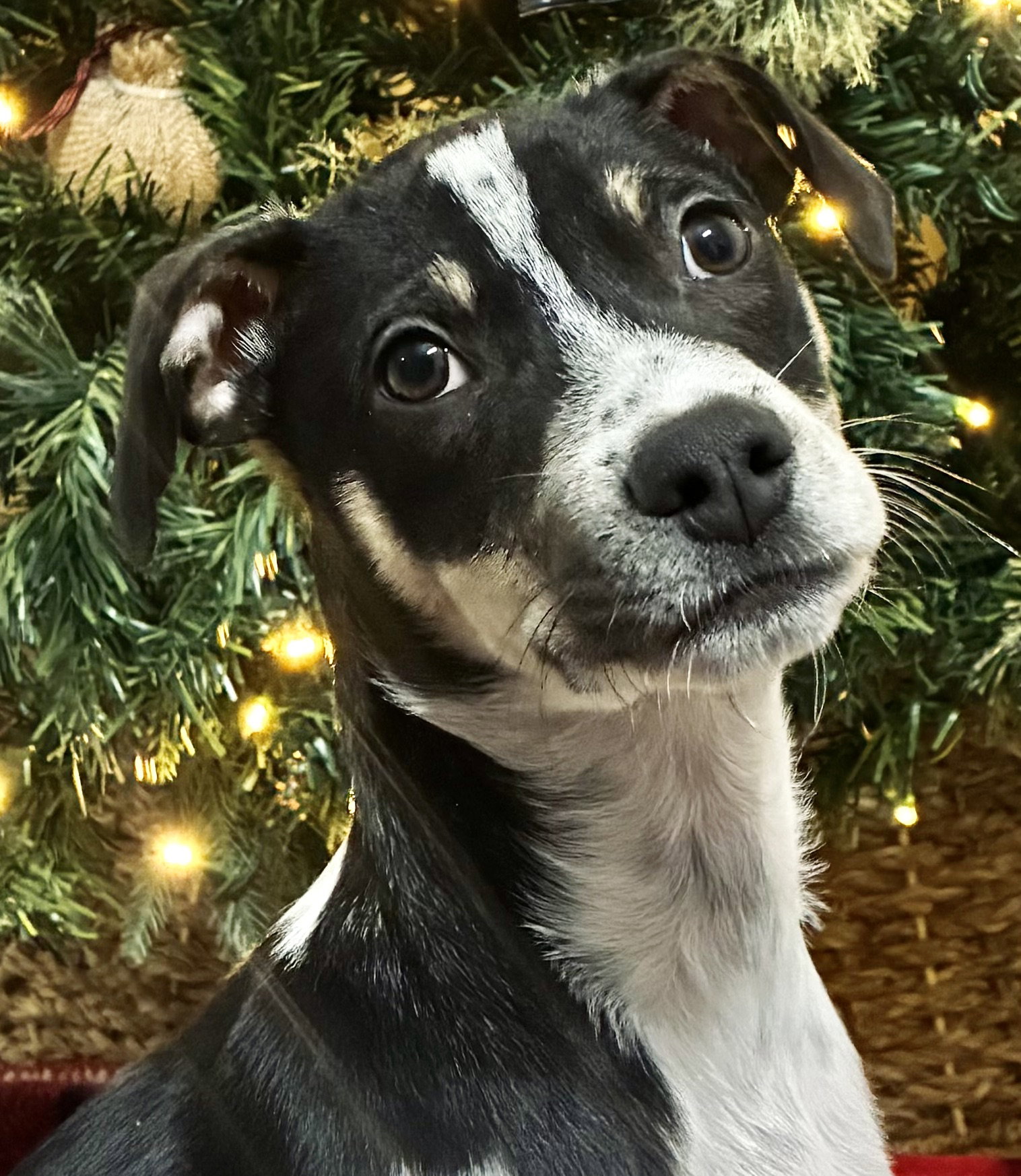 Loki