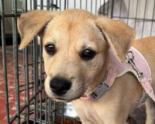 picture of the dog needing adoption