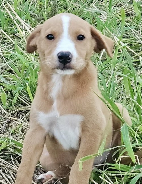 animal-image