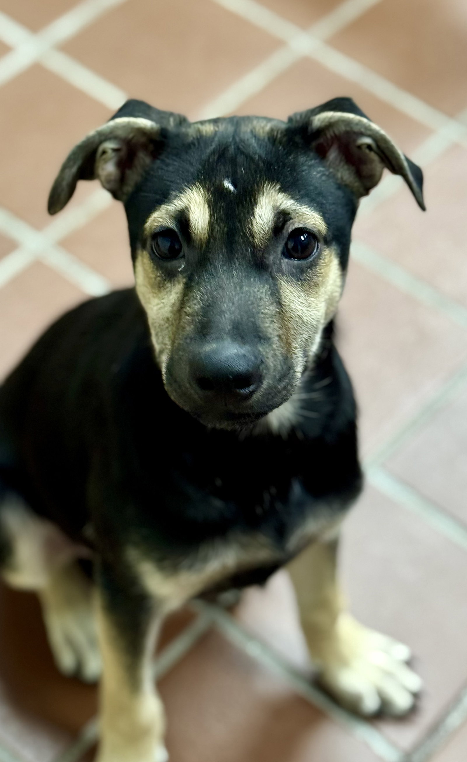 Ovi